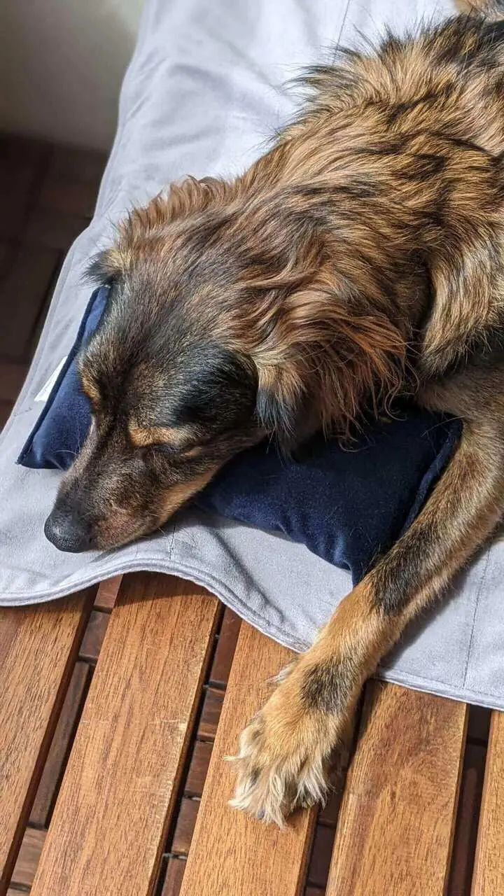 Eddie oddychuje vonku na sivej deke a modrom vanúšiku